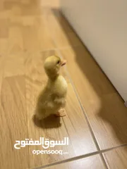  1 بطة صغيرة للبيع مع القفص والاكل
