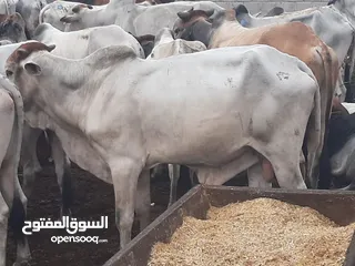  7 Eid Special: Best Prices on Somali Cows - Limited Stock Available!