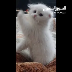  2 قط سكواتش بريتش بيور للبيع