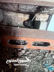  2 دجاجه بلديه راقده بدون بيض