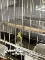  3 ثلاث فراخ كوكتيل مع الأب