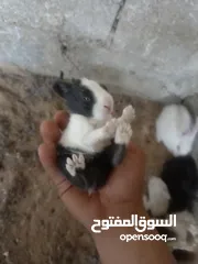  1 ارانب فرنسي وبلدي