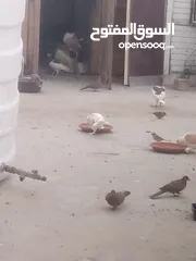  2 اجواز حمام نخب مساويد  قراقطه رياحنه لهورات قلاب برامليات مزهزرات كنك سيكس شفر