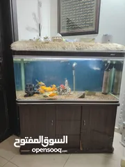  1 حوض سمك للبيع
