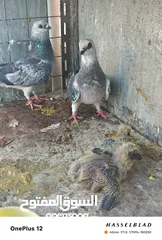  7 11 جوز مساويد، كشامره هومرات محيرات بواز مزهورات اسطنابله