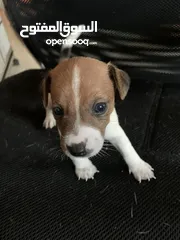  10 Puppies Jack Russell