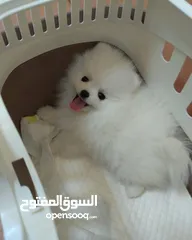  1 جراء بوميرانيان للتبني