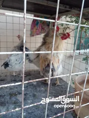  3 دجاج سايكس وبط ووز للبيع بسعر مرتب