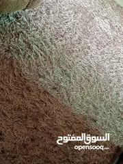  8 طقم كنب مع سجادة وستارة  وطربيزات للبيع طقم كنب مع سجادة وطربيزات للبيع