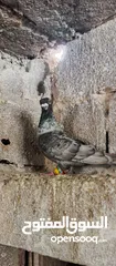  3 فحل قرقاطي لابيع