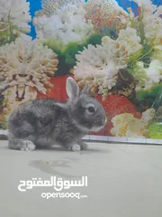  4 ارانب هولندا   /Holland  rabbits