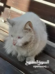  3 قط بعرفش شو نوعه مشرد حاليا للبيع