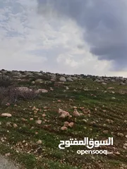  2 قريبة من شارع الأردن 7 دنمات مستوية منطقة مزارع وفلل