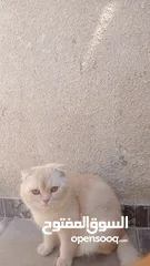  3 قطط سكوتش فولد للبيع اقرأ الوصف