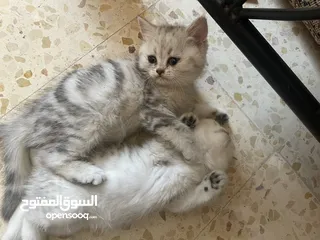  4 بريتش سلفر بيوووور