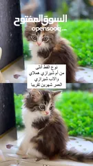  1 قط شيرازي للبيع