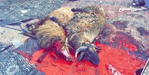  2 لحام جزار متنقل داخل مادبا وضواحيها