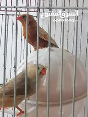  3 موجود جواز جنه هاف اورنج الجوز 15 جوز جنه فل اورنج ازبل 20