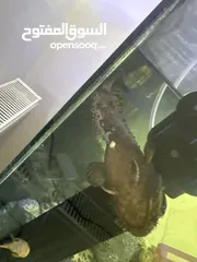  1 سمكة (stone fish)