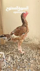  2 للبيع دجاج باكستاني