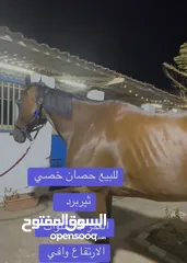  5 خيل خصي ثيربرد