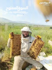  6 نحل للبيع خلايا نحل للبيع