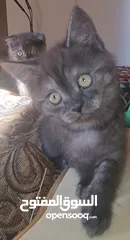  8 قطط أنثى العمر شهرين.  2 Month Female Kitten