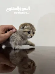  2 kittens for sale سكوتش فولد كيتنز للبيع