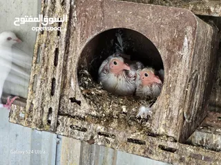  3 حمام فرنسي سوبر جامبو