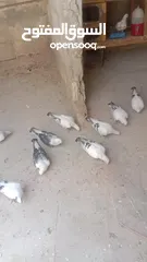  4 الصلاة على النبي افراخ للبيع في الموقر