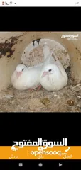  4 زغاليل طازجه مذبوبحه منظفه جاهزه للطبخ الجوز 2.50 من الآخر