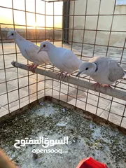  4 جوزين حمام كريم وطيرة للبيع جوز تحتو بيض كمان اسبوع بفقس