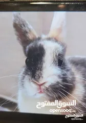  5 للتبني ارنب قزم نيذرلاند (ارنبين انثى)  FOR ADOPTION NETHERLAND DEARF RABBITS