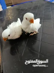  4 فراخ روز البينو بيور عين حمرا