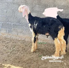  2 كباشه وحملات نجدي