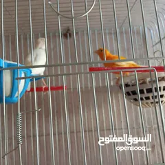  5 كوم كنار للبيع