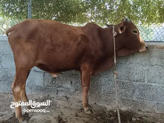  1 عجل خارجي مطعوم  للبيع اول البدل باعجله