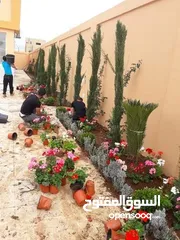  14 بعد إذن الإدارة  متوفر لدينا شجر زنزلخت الشماسي إيطالي أنثى ارتفاع من 180 سم إلى 250 سم سعر الشجره 6