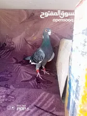  1 حمام للبيع اقرأ الوصف
