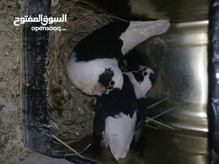  2 4 جواز شغاله  وفحل مكفوله للبيع دون الفراخ 35 دينار كوم