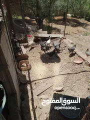  3 فراخ للبيع العمر 3 شهور