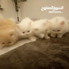  7 قطط شيرزاي مواصفات عالي