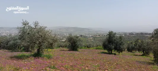  4 ارض لقطه  4 دونمات للبيع تبعد عن فندق غصن الزيتون 1 كم