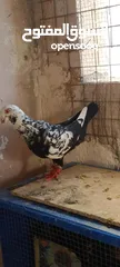  5 جواز وفراخ للبيع مشكل اقرء الوصف كامل