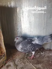  2 جواز بواز 3جواز بسعر حرق