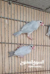  1 متاح جوزين جاوا لون ابيض وجوز المنيوم