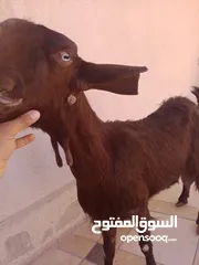  4 بسم الله ماشاء الله ثلاث عنزات شاميات