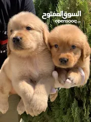  8 Golden retriever puppies male and female