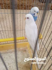  2 طيور حب مشكلات