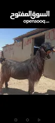  1 بسم الله الرحمن الرحيم معز مقنوي مكفول ظحيه او مقنوي سن حبات وقطعه وشكل مشاء الله
